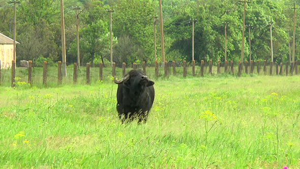 black-bull-in-the-wilderness-near-the-farm-stock-footage-videohive